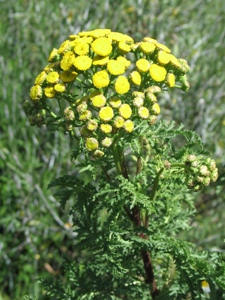 Tanacetum vulgare